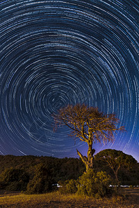 在西拉里和一棵树的海岸上有黑夜和星宿旅行晚天空图片