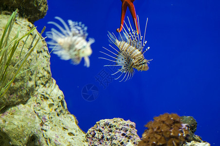 明亮的在下面海底游泳的热带鱼类珊瑚图片