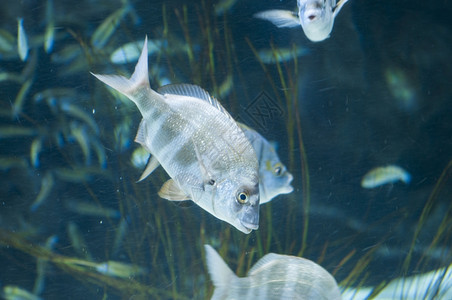 蓝色的在海底游泳热带鱼类礁水族馆图片