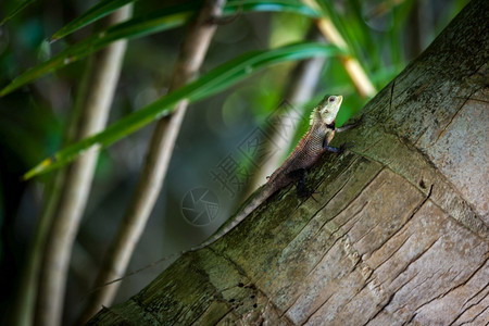 伪装壁虎棕榈树上的小蜥蜴明亮图片