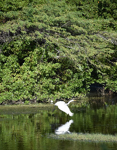 伟大的沼泽白鹭埃格雷特飞翔在水中反射图片