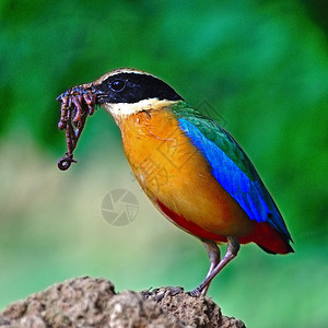 蓝翼PittaPittamoluccensis和蚯蚓供地面小鸡吃丰富多彩的颜色野生动物图片