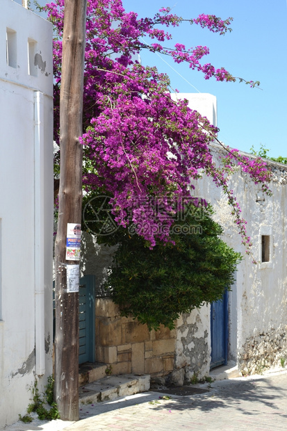 蓝色的植物希腊克里特街Koutouloufari街植物群图片