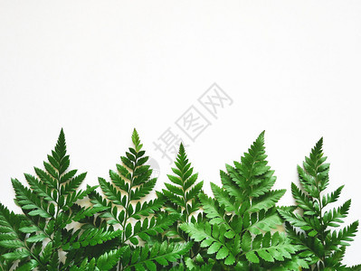 有机的夏天白背景绿树叶平原自然概念绿色野生树叶森林图片