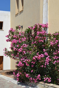 希腊克里特岛库图卢法盛开的粉色夹竹桃花窗户街道背景图片