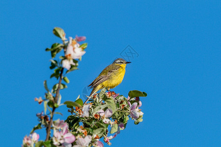莫塔西拉树枝上的黄色长尾巴近端的黄色长尾小马巴鸟图片