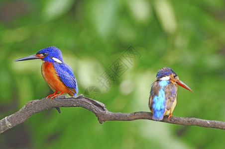 美丽的一对情侣蓝臂海王阿尔塞多美英捕食者鸟图片