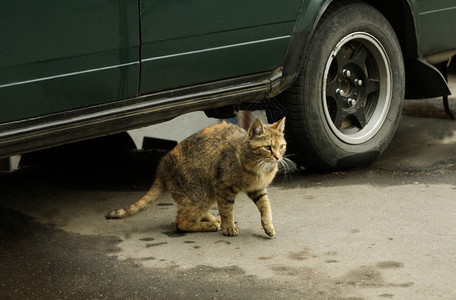 在汽车边上的猫咪图片