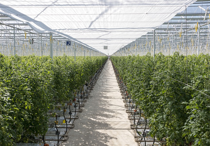 灌溉荷兰温室种植番茄食物美味的图片