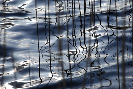 芦苇水在Kinlochard码头附近在苏格兰LochArd湖散步时看到一种图片