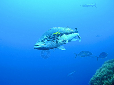 生活海洋中的群鱼2号西班牙图片