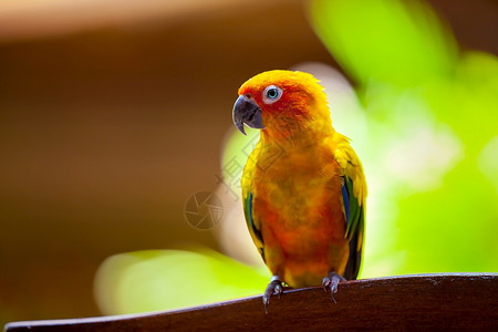 羽毛马尔代夫一只鹦鹉鸟男气候图片