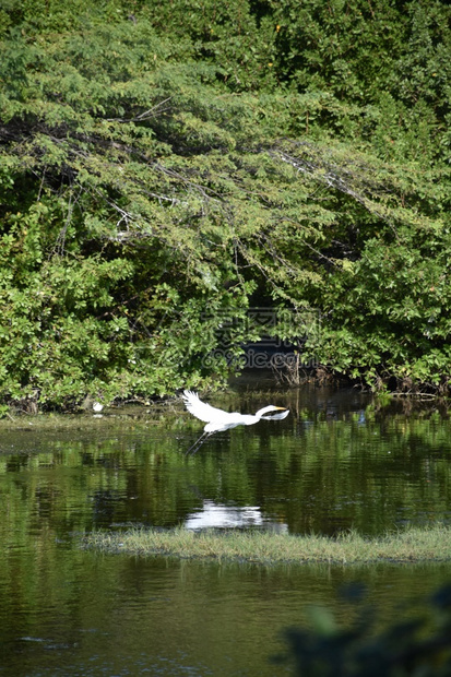 超过阿鲁巴岛鸟类学在浅沼泽上徘徊的美丽大白海绵图片