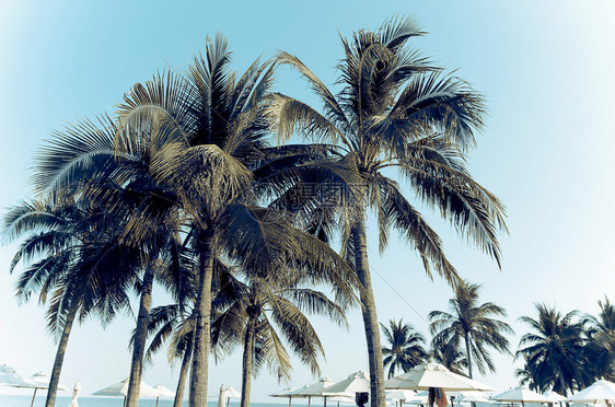 日落蓝色天空下椰子棕榈树枝的古老的复风格手掌采取图片