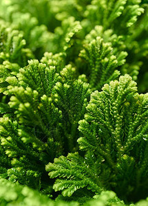 春天绿色地衣的近镜头非常漂亮花卉季节或圣诞抽象背景绿色花岗草树植物图片