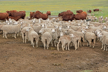 南非农村一个场的天然牧上自由梅里诺山绵羊和牛群自然常设羊毛图片