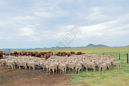 农场里的绵羊图片
