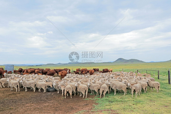 农场里的绵羊图片