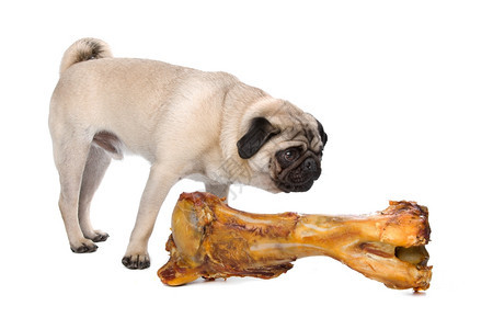 吃工作室狗长着大骨头的帕格巴在白色背景面前有大骨头的帕格图片