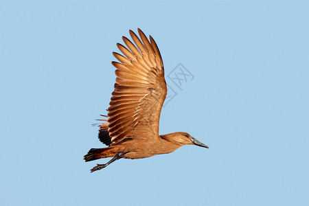 Scopusumbretta乘坐伸展的翅膀飞行南非蓝色的天线喙图片