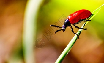 昆虫红白百合甲莉奥切里斯利在被破坏的叶上刘节肢动物图片