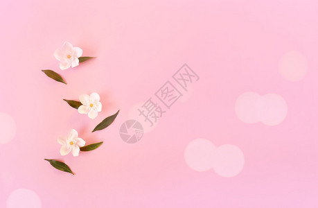 花的新鲜开美丽朵和浅粉红色背景的叶子图片
