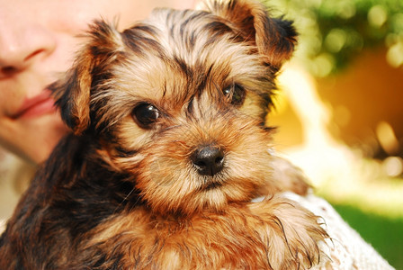 一个小约克郡的肖像泰瑞尔看起来非常甜美可爱的宠物纯种图片
