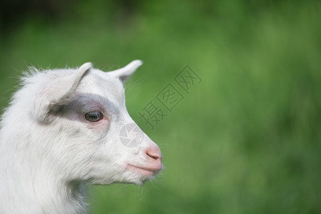 幼兽白山羊在绿草背景下的肖像白山羊草食棕色的图片