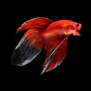 水中游动的红色斗鱼图片