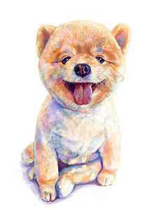 犬类波美拉尼狗数字绘画插图可爱的图片