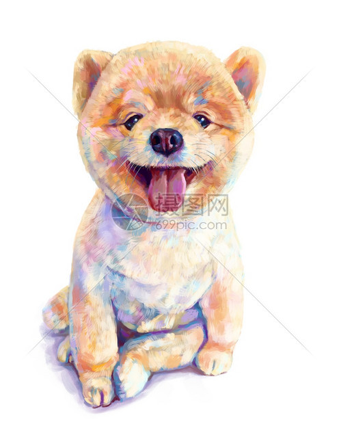 犬类波美拉尼狗数字绘画插图可爱的图片