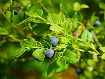 生长树枝上的森林浆果蓝莓特写叶子新鲜的图片