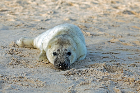 美丽的在海滩上放松婴儿灰海豹gypusholichoerus灰色的动物图片