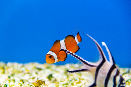 在水族馆中带白条的橘子小鱼蓝色水下有条纹图片