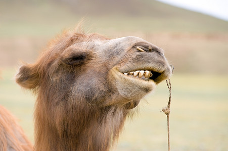 蒙古根牙刺伤的骆驼头微笑自然裸露的图片