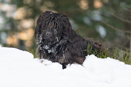 雪  羊贝加马斯科雪中山羊犬毛皮上加冰小狗自然背景