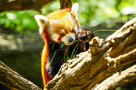 竹子红熊猫吃森林热带图片
