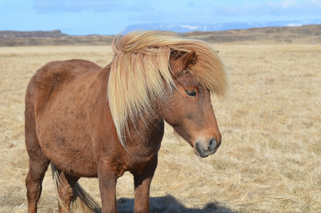 骘动物宠冰岛田野中美丽的巴罗米诺马图片