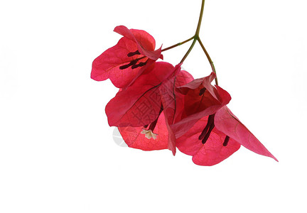 红色的纸布干维尔的光谱是一种棘手的装饰葡萄藤或灌木有一种由小蜡白色花朵周围的多彩青色雌结膜组成弥散物或大条纹苞片图片