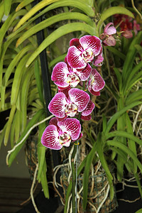 精美的明亮色彩多兰花物种明亮紫色和白图片花瓣图片