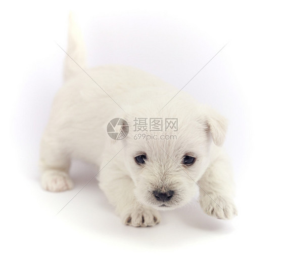 肖像被白色背景所孤立的小狗比琴可爱的熊图片