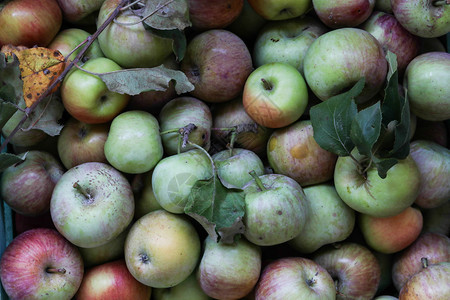 收成有机苹果开胃菜植物图片