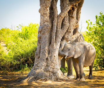 预订非洲博茨瓦纳的一棵树上幼象小牛与树干一起玩耍种耳朵图片