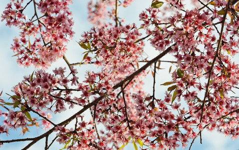 春日的粉红樱花图片