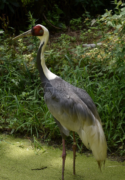 摄影在野外的池塘里站立着巨大的白环形起重机动物鹤鸟图片
