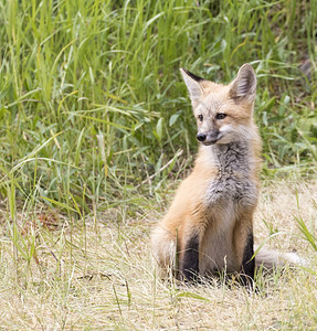 提顿小狐狸在草地上装成摄影机盛大哺乳动物图片
