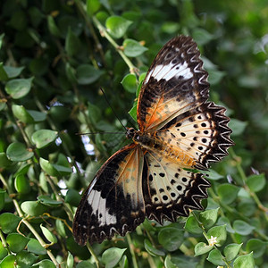 天然背景的美丽蝴蝶Name行动野生物叶子图片