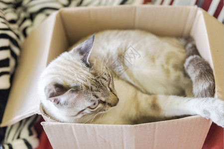 躺在纸箱里的猫图片