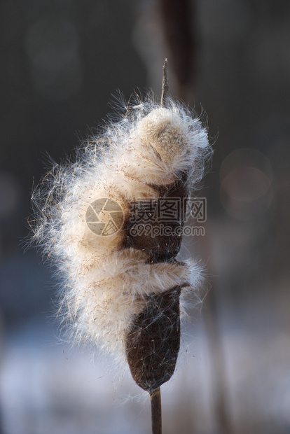 特写花序野生长香蒲阔叶草普通香猫九尾大芦苇库珀冬季结束时的cumbungi植物这是一个蓬松的过度膨胀雌花穗九尾猫荒野长钉图片