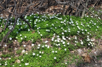 装饰风格海葵植物4月在瑞典森林中开花的白野阿内蒙尼莫罗萨图片